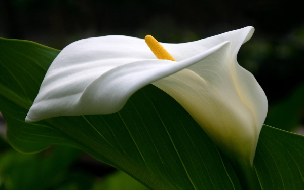 Συλλυπητήρια για την απώλεια της Ρουμπίνας Παπαδάτου-Καμπίτση