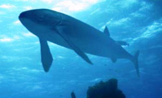 Ανακαλύφθηκε το μεγαλύτερο ψάρι στον κόσμο