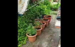 Κέρκυρα: Σύλληψη ημεδαπού για καλλιέργεια δενδρυλλίων κάνναβης