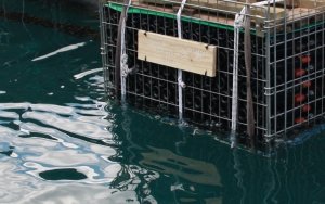 Καλοκαίρι 2021: Αφιέρωμα του οινοποιείου &quot;Φοίβος&quot; στα βυθισμένα στην θάλασσα για παλαίωση κρασιά του!