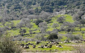 Δήμος Σάμης: Ενημέρωση κτηνοτρόφων για τα μέτρα αντιμετώπισης του Αφθώδους Πυρετού
