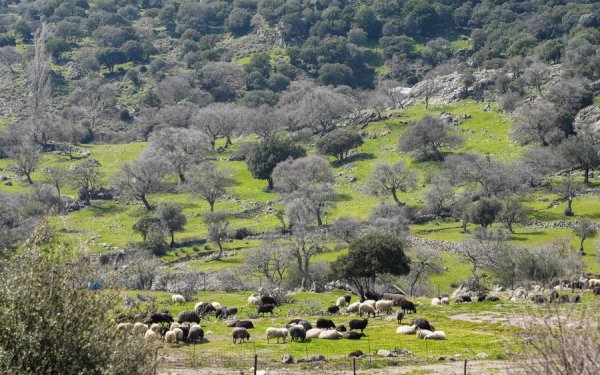 Δήμος Σάμης: Ενημέρωση κτηνοτρόφων για τα μέτρα αντιμετώπισης του Αφθώδους Πυρετού