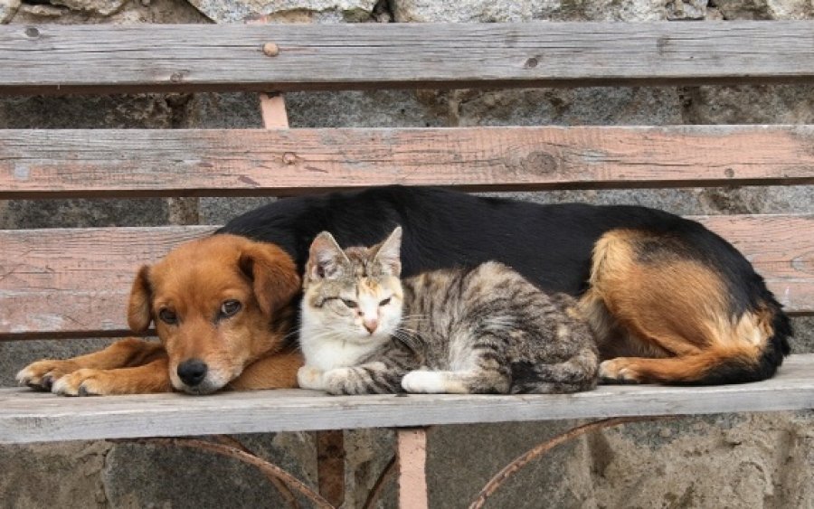 Δήμος Ληξουρίου: Ξεκινάει πρόγραμμα ομαδικών στειρώσεων αδέσποτων ζώων