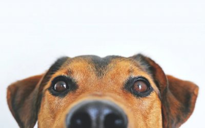 Νέα κτηνωδία στην Ηλεία: Σκότωσαν σκυλιά με δηλητηριασμένες τσίχλες