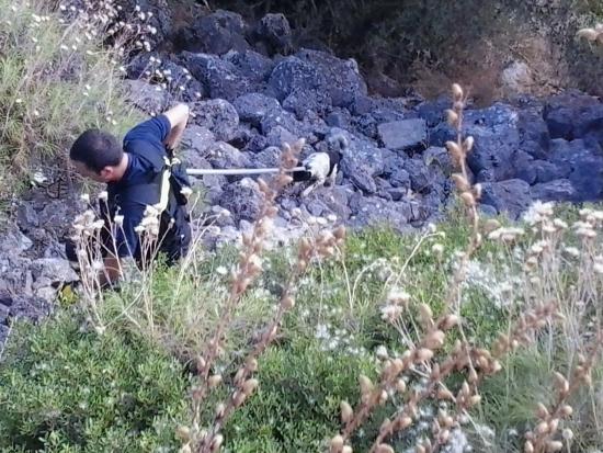 Επιχείρηση σωτηρίας σκύλου στον Κούταβο (εικόνες)