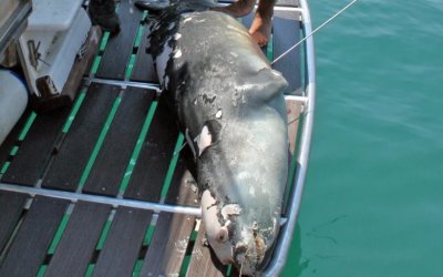 Θλίψη στην Αλόννησο: Νεκρός ο «Κωστής», η φώκια «μασκότ» του νησιού – Τη δολοφόνησαν με ψαροντούφεκο