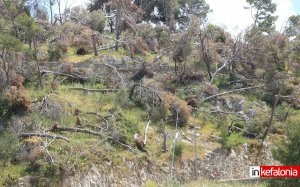 Αργοστόλι : Δεκάδες ξεριζωμένα δέντρα «βόμβα» για πυρκαγιές και ατυχήματα