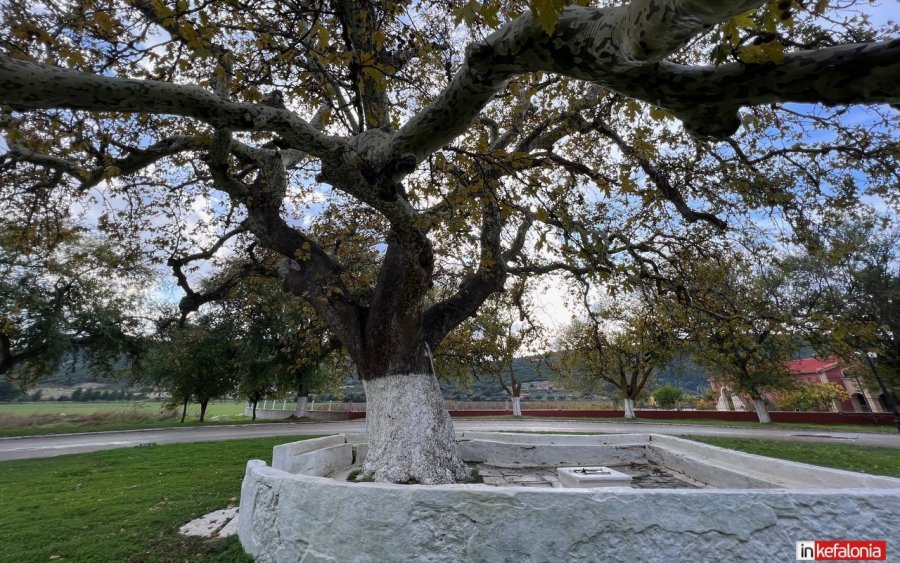 Πλάτανος Αγίου Γερασίμου : Ο ερευνητής του ΕΛΓΟ ΔΗΜΗΤΡΑ που ανέλαβε τη χρονολόγηση του δέντρου στον COSMOS 96,5