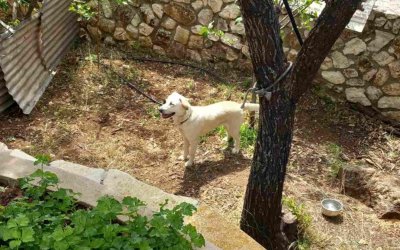 Βρέθηκε σκυλί στα Μακρυώτικα