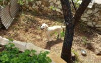 Βρέθηκε σκυλί στα Μακρυώτικα