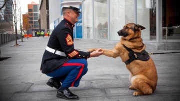 Αυτός ο σκύλος έχασε το πόδι του στο Αφγανιστάν και τιμήθηκε με το μεγαλύτερο μετάλλιο που μπορεί να λάβει ζώο