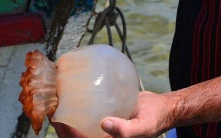 Σύσκεψη για τις τσούχτρες στον Κορινθιακό -Τα δίχτυα το μόνο μέσο για την αντιμετώπισή τους