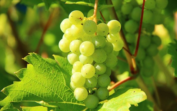 Σταφύλια: 10 οφέλη που ίσως δεν γνωρίζατε