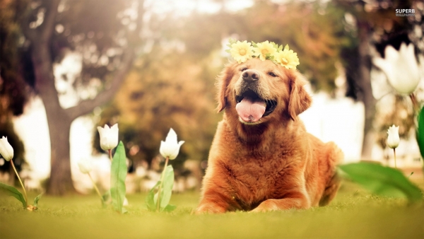 Natura & Pet : " Happy Pet Hours" για τους τετράποδους φίλους μας