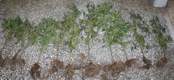 Σάμη: Σύλληψη 50χρονου για καλλιέργεια χασίς