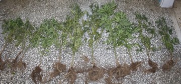 Σάμη: Σύλληψη 50χρονου για καλλιέργεια χασίς