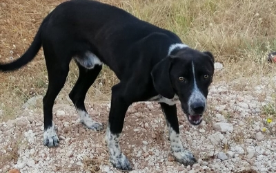 Αυτό το σκυλάκι εντοπίστηκε στον Φαγιά, το ψάχνει κανείς;
