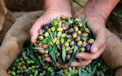 Δωρεάν οι Δηλώσεις στοιχείων για Ελαιοκομικό Μητρώο από Ε.Α.Σ. Κεφαλληνίας & Ιθάκης