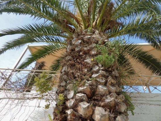 Τρία σε ένα - Φοίνικας, Πεύκο & Περνάρι