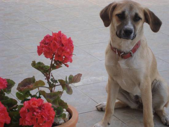 Eξαφανίστηκε σκυλάκι...