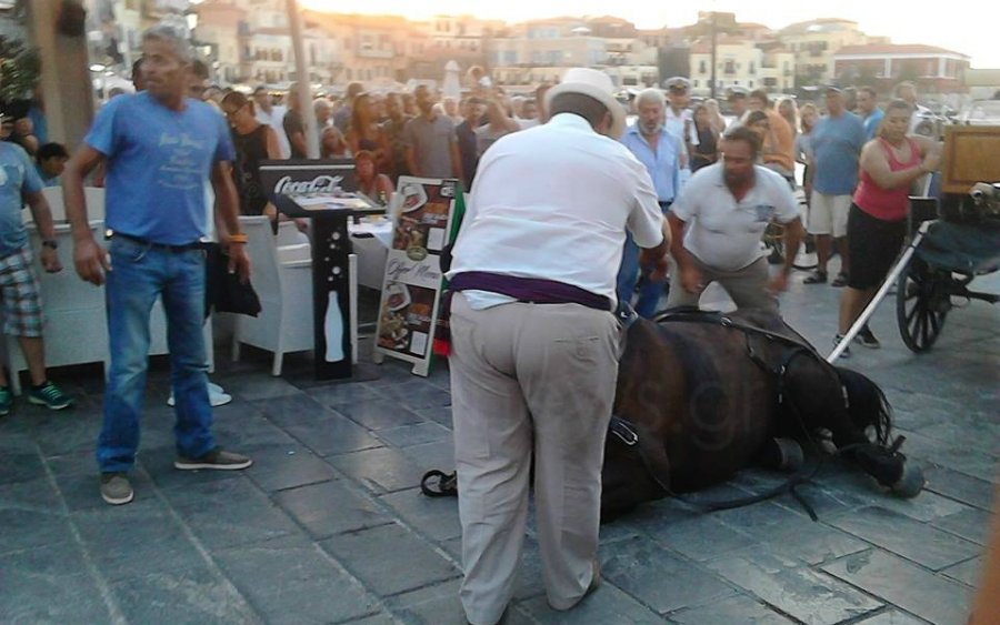 Κόμμα για τα ζώα : ΟΧΙ στις άμαξες στο Αργοστόλι - Αποτελούν οπισθοδρόμηση