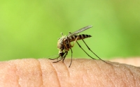 Πως ν’ απαλλαγείτε από τη φαγούρα του τσιμπήματος των κουνουπιών