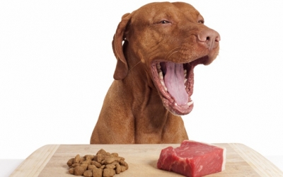 Ωμή τροφή για τον σκύλο: Τι να προσέξετε