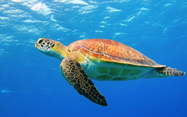 ΑΡΧΕΛΩΝ: Γιατί δεν πρέπει να ταΐζουμε τις θαλάσσιες χελώνες