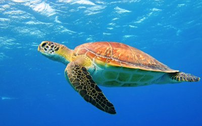 ΑΡΧΕΛΩΝ: Γιατί δεν πρέπει να ταΐζουμε τις θαλάσσιες χελώνες