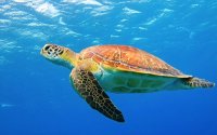ΑΡΧΕΛΩΝ: Γιατί δεν πρέπει να ταΐζουμε τις θαλάσσιες χελώνες