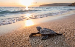 “Σώστε την Καρέτα”: Μαθητές του Γυμνασίου με Λ/Τ Μεσοβουνίων δημιουργούν και στέλνουν μήνυμα για τη θάλασσα