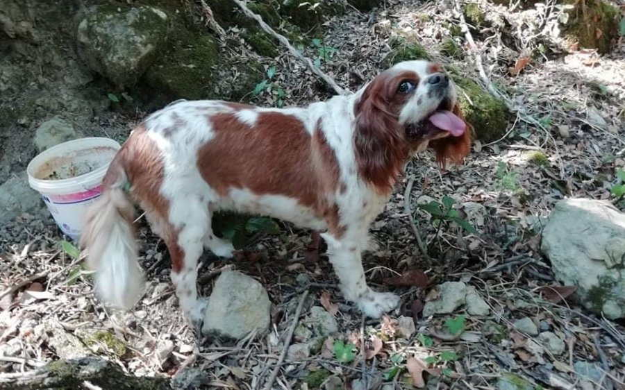 Βρήκε την οικογένειά του το όμορφο σκυλί που είχε χαθεί στους Ατσουπάδες