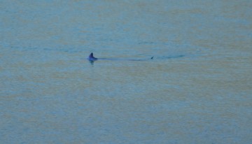 Ο καρχαρίας στην παραλία του Ναυπλίου ήταν... βασιλική ζαργάνα!