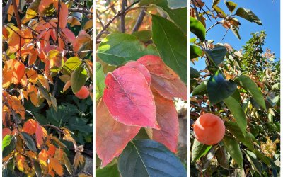 Διονυσία Μενεγάτου: "Το πανέρι του Νοέμβρη!"