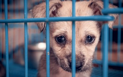 Δήμος Αργοστολίου: "Έχουμε θέσει σε προτεραιότητα τη Δημιουργία Καταφυγίου Ζώων Συντροφιάς"