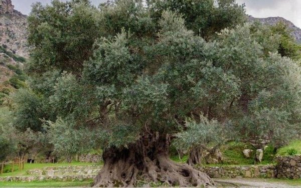 Ημερίδα «ΒΙΟΜΝΗΜΕΣ»: Οι Μνημειακοί Ελαιώνες και Eλαιόδενδρα - Ανάδειξή τους ως υψηλής αξίας οικοσυστήματα