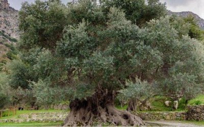 Ημερίδα «ΒΙΟΜΝΗΜΕΣ»: Οι Μνημειακοί Ελαιώνες και Eλαιόδενδρα - Ανάδειξή τους ως υψηλής αξίας οικοσυστήματα
