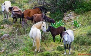 Αίτημα τοποθέτησης ποτιστρών για τα άγρια άλογα του Αίνου