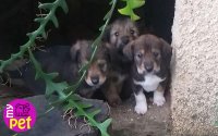 myPET: 6 κουταβάκια ψάχνουν για οικογένεια (023)
