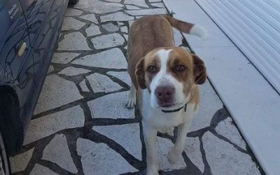 Αυτό το όμορφο σκυλάκι βρέθηκε στα Χελμάτα - Το αναζητά κανείς;