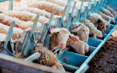Ε.Α.Σ. : Εφάπαξ επιδότηση ζωοτροφών σε ντόπιους νεοεισερχόμενους Κτηνοτρόφους