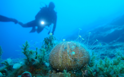 Τηλέμαχος Μπεριάτος: Αυτόνομη Κατάδυση “SCUBA Diving” - Εξερευνήσεις και Ανακαλύψεις!