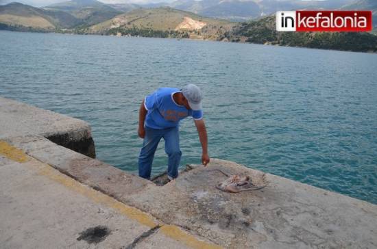 Έβγαλαν χταπόδι στο Αργοστόλι