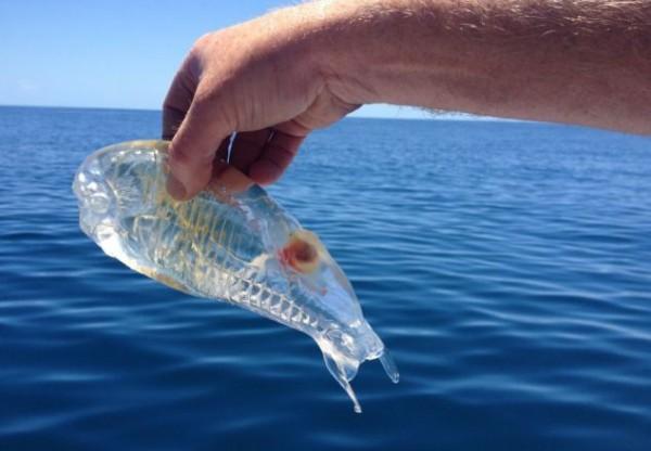 Διαφανές ψάρι εμφανίστηκε στη Νέα Ζηλανδία
