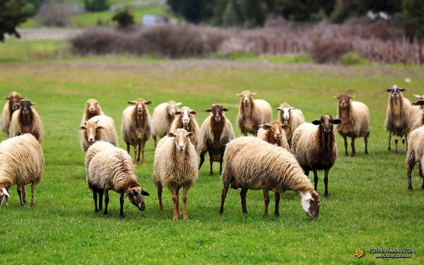 Εικόνα: Φωτεινή Μαραβέγια