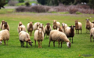 Εικόνα: Φωτεινή Μαραβέγια