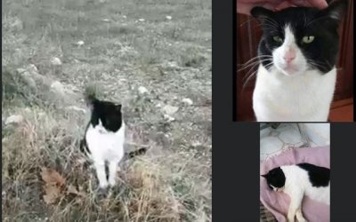 Σκάλα: Υπάνθρωποι έκαναν γάτα "στόχο" για σκοποβολή! (Καταγγελία πολίτη)