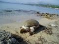 Νεκρή χελώνα καρέτα - καρέτα στη Λάσση