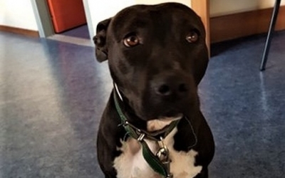 Αργοστόλι: Βρέθηκε αυτό το σκυλάκι στο χώρο του ΚΕΚΗΚΑΜΕΑ – Το αναζητά κανείς;
