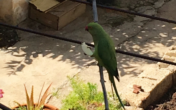 Παπαγάλος πετάει ελεύθερος στο Αργοστόλι